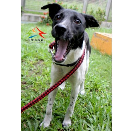 台中市待認養狗 混種犬