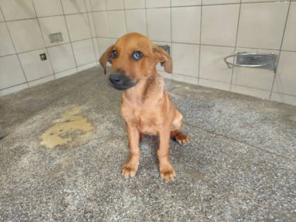 高雄市待認養狗｜混種犬｜棕色｜公