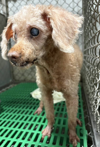 台東縣待認養狗｜貴賓犬｜黃色｜母