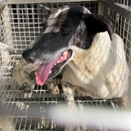 台南市待認養狗｜混種犬｜黑白色｜母