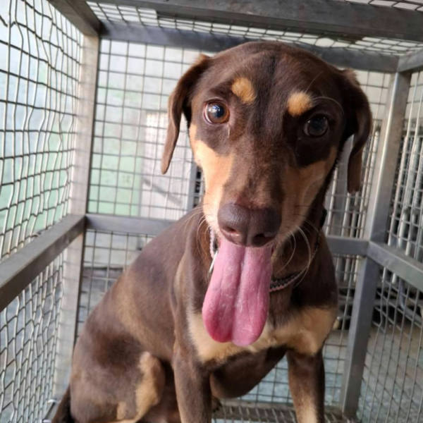台南市待認養狗 混種犬
