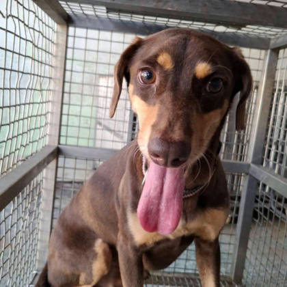 台南市待認養狗｜混種犬｜咖啡色｜公