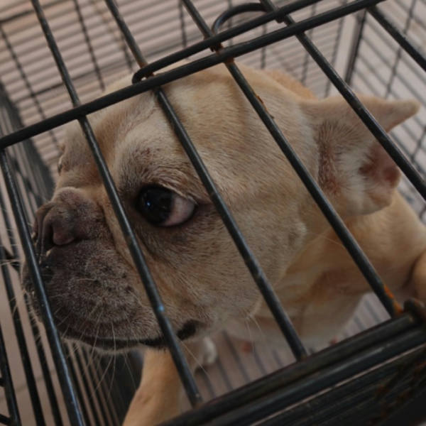 台南市已領養狗 法國鬥牛犬