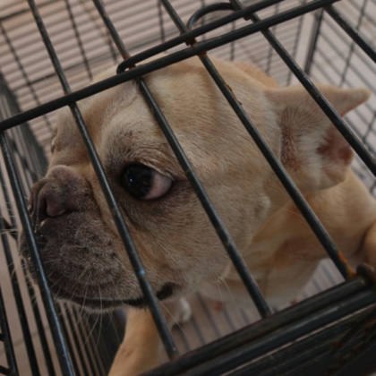 台南市待認養狗｜法國鬥牛犬｜黃色｜母