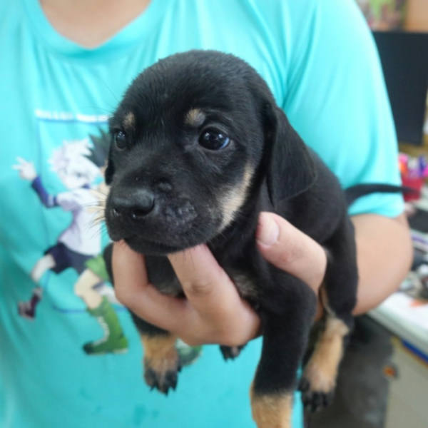 台南市已領養狗 混種犬