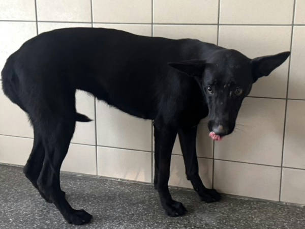 高雄市待認養狗 混種犬