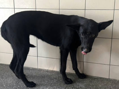 高雄市待認養狗｜混種犬｜黑色｜母