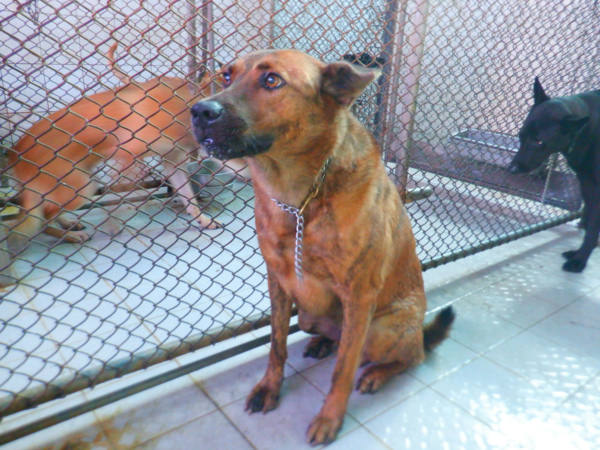 南投縣待認養狗 混種犬