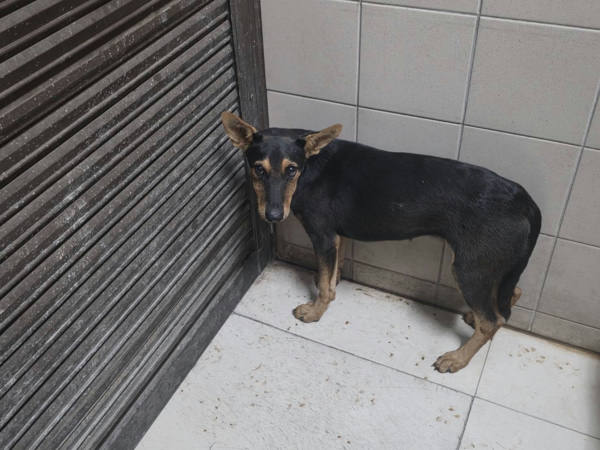 高雄市待認養狗 混種犬