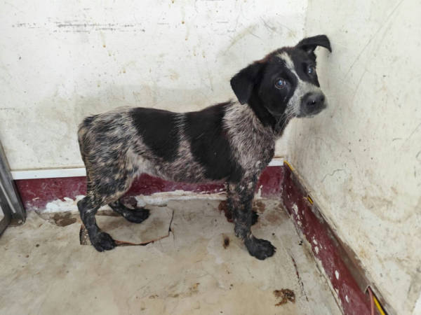 高雄市待認養狗 混種犬
