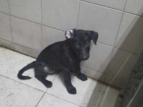 高雄市待認養狗 混種犬