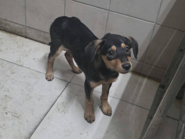 高雄市待認養狗 混種犬