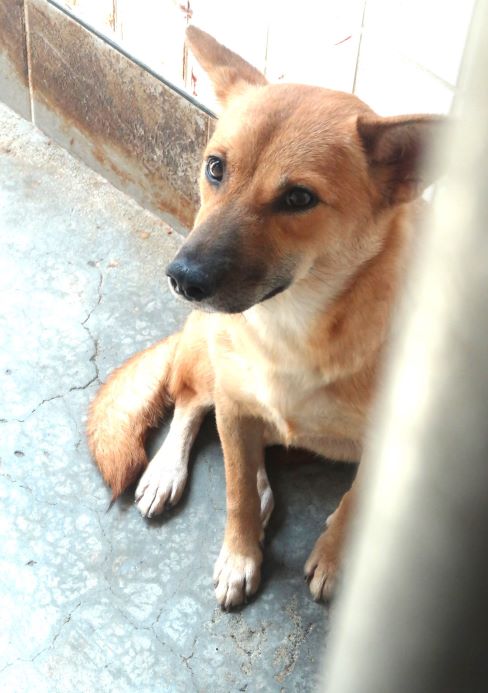 宜蘭縣待認養狗 混種犬