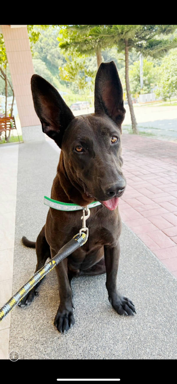 苗栗縣待認養狗 混種犬