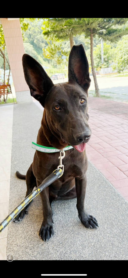 苗栗縣待認養狗｜混種犬｜黑色｜公
