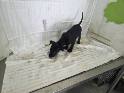 高雄市待認養狗｜混種犬｜黑色｜公