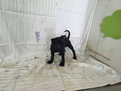 高雄市待認養狗｜混種犬｜黑色｜母