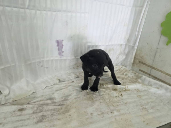 高雄市待認養狗 混種犬