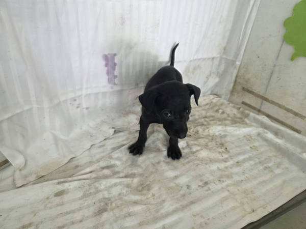 高雄市待認養狗 混種犬