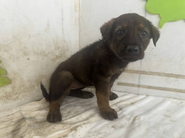 高雄市待認養狗 混種犬