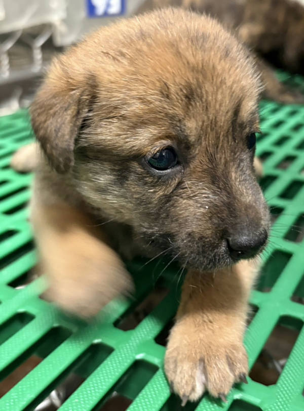 台東縣待認養狗 混種犬