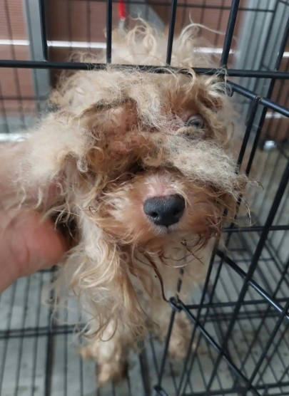 新北市待認養狗｜瑪爾濟斯犬｜白色｜公