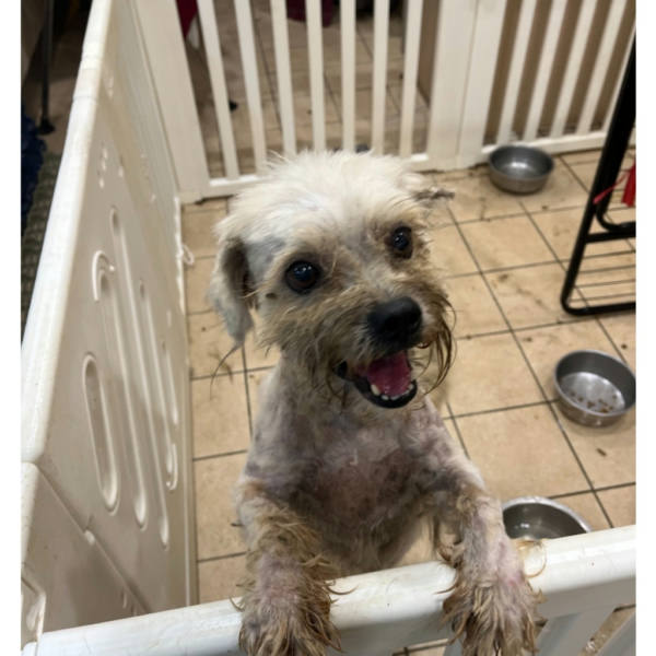 新北市待認養狗 混種犬