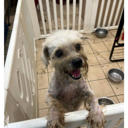 新北市待認養狗｜混種犬｜白色｜公