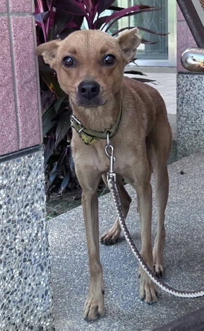 苗栗縣待認養狗｜混種犬｜黃色｜公