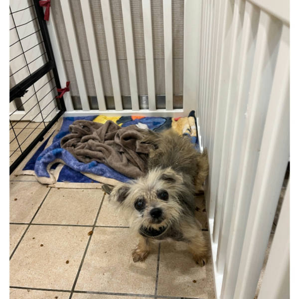 新北市待認養狗 混種犬