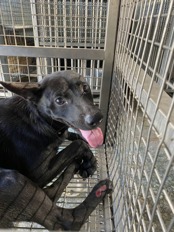 台南市待認養狗 混種犬