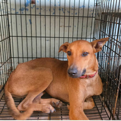 台南市待認養狗｜混種犬｜黃色｜公