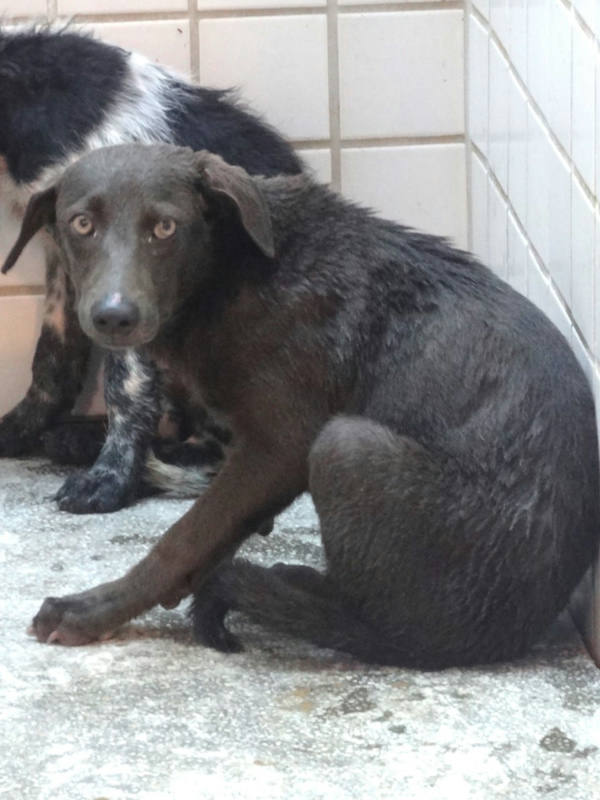 宜蘭縣待認養狗 混種犬