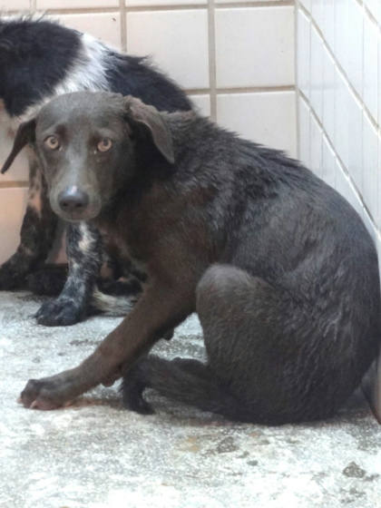 宜蘭縣待認養狗｜混種犬｜黑色｜公
