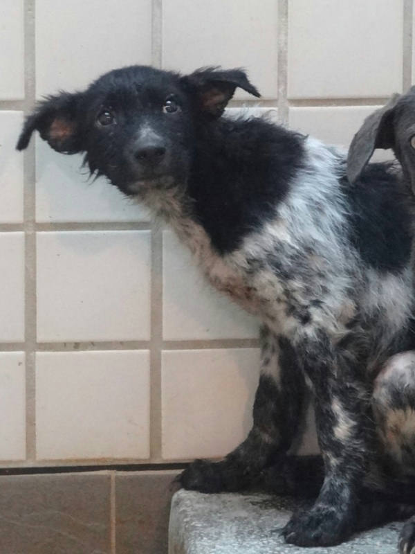 宜蘭縣待認養狗 混種犬