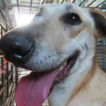 台南市待認養狗｜混種犬｜黃色｜母