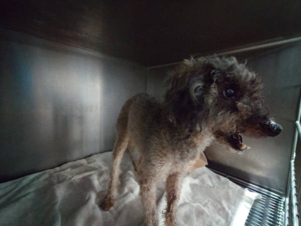 新北市待認養狗 貴賓犬