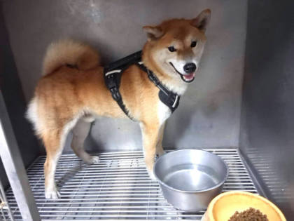 高雄市待認養狗｜混種犬｜黃色｜公
