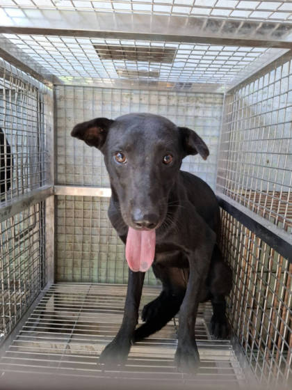 台南市待認養狗｜混種犬｜黑色｜母