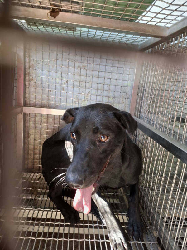 台南市待認養狗 混種犬
