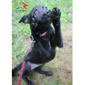 台中市待認養狗｜混種犬｜黑色｜母