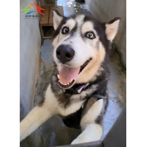 台中市待認養狗｜混種犬｜黑白色｜公
