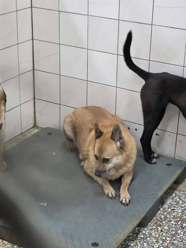 高雄市待認養狗 混種犬