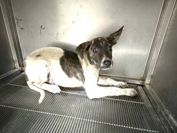 高雄市待認養狗 混種犬