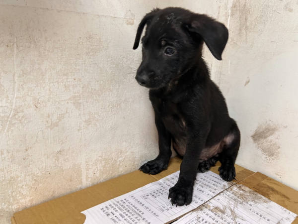 高雄市待認養狗 混種犬