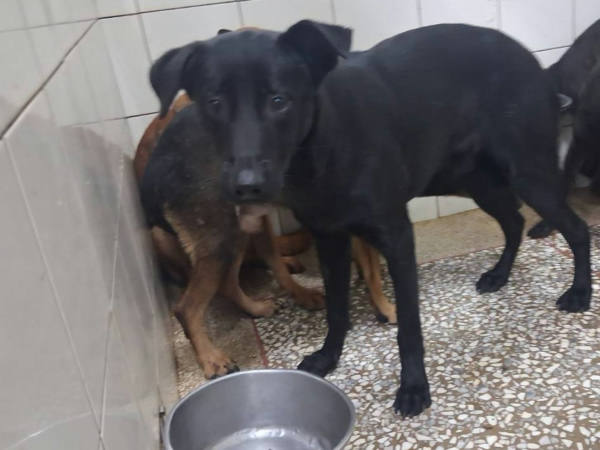 高雄市待認養狗 混種犬