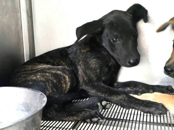 高雄市待認養狗 混種犬