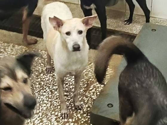 高雄市待認養狗 混種犬