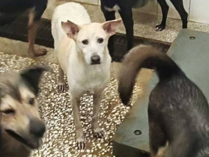 高雄市待認養狗｜混種犬｜白色｜母