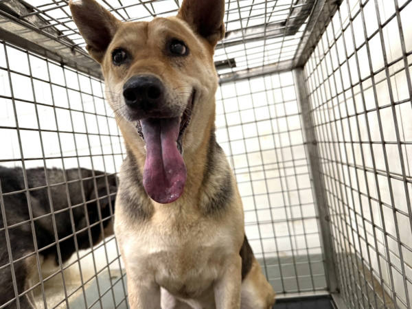 高雄市待認養狗 混種犬